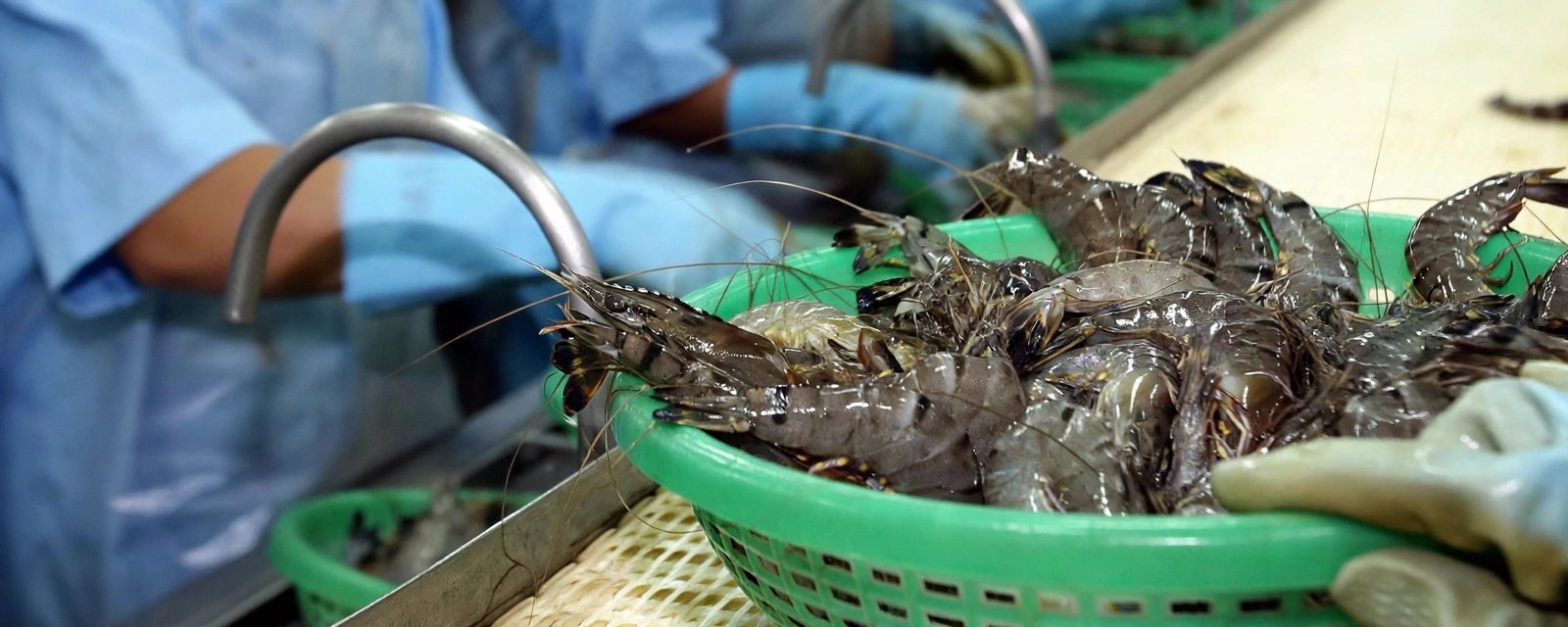 Workers sorting fresh prawns on a processing line